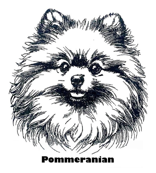 Etui til hundepas i kunstlæder