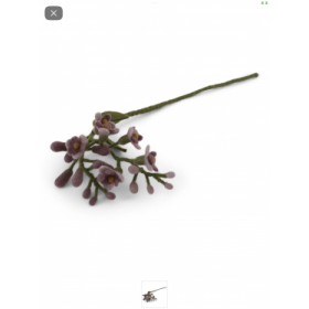 Filtet blåregn med lilla blomster
