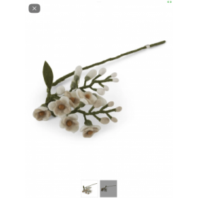 Filtet blåregn med hvide blomster
