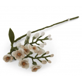 Filtet blåregn med hvide blomster