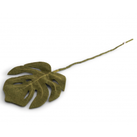 Monstera 65cm.