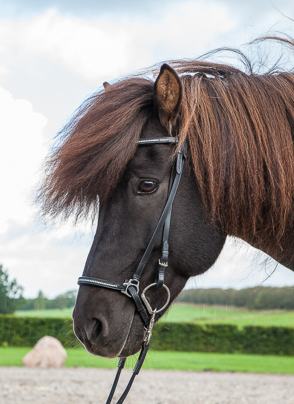 Trense med krystaller - EQUES