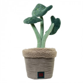 Pawtanic Garden Plante
