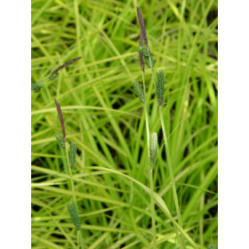 Carex elata ’Aurea (’Old Gold’, Bowlers Golden’) – Gul Japansk