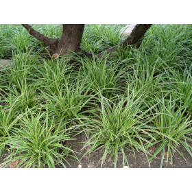 Carex morrowii ’Ice Dance’ – Japansk Star