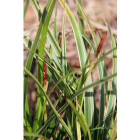 Carex morrowii ’Variegata’ – Japansk Star