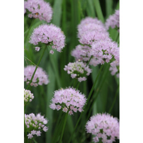 Allium 'Bailey' - Staudeprydløg