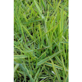 Alopecurus pratensis ’Aureovariegatus’ (Var.) – Rævehalegræs