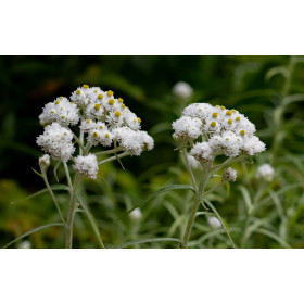 Anaphalis Triplinervis 'Summer Snow'