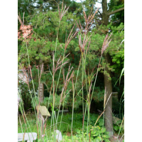 Andropogon gerardii – Kalkunfod (Prærieskæggræs)