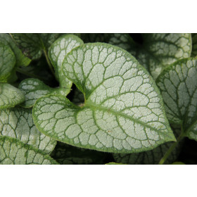 Brunnera Macrophylla 'Jack Frost'