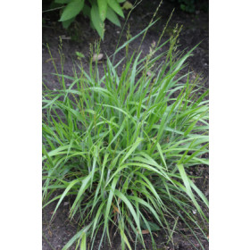 Calamagrostis arundinacea ’Cheju-do’ – Havesandrør