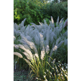 Calamagrostis brachytricha – Koreansk Havesandrør