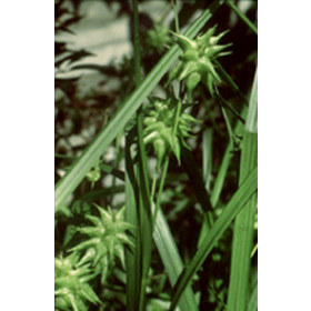 Carex grayi – Morgenstjerne
