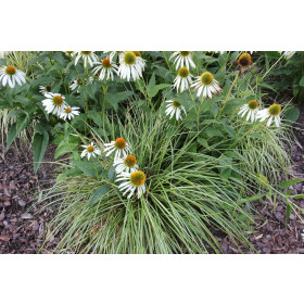 Carex ornithopoda ’Variegata’ – Fuglefodsstar