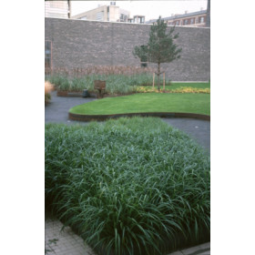 Carex pendula – Kæmpestar
