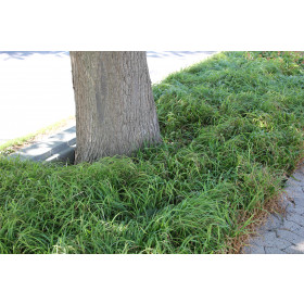 Carex pilosa – Nordic Copenhagen Select