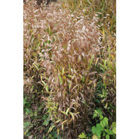 Chasmanthium latifolium (Uniola latifolia) – Fladaks