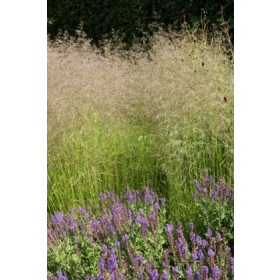 Deschampsia caespitosa ’Bronzeschleier’ – Mosebunke