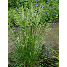 Deschampsia caespitosa ’Tardiflora’ – Mosebunke
