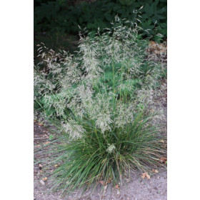 Deschampsia caespitosa ’Waldschatt’ – Mosebunke