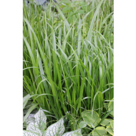 Diarrhena japonica