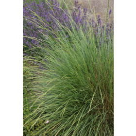 Festuca mairei – Grønstrålesvingel