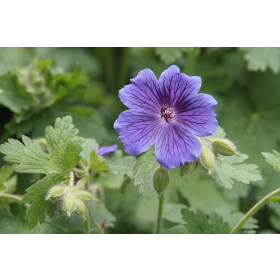 Geranium 'Rozanne'