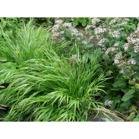 Hakonechloa macra – Japansk Skovgræs