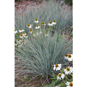 Helictotrichon sempervirens – Blåhavre