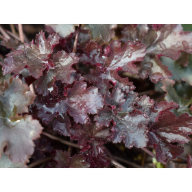 Heuchera 'Rachel' - Allunrod