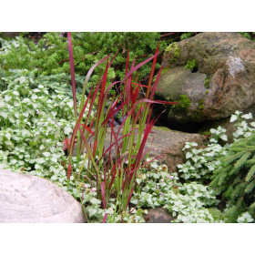 Imperata cylindrica ’Red Baron’ – Japansk Blodgræs