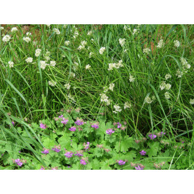 Luzula nivea – Snemarmorkugle, Snefrytle