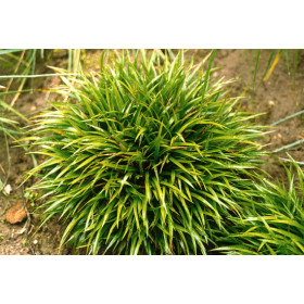 Luzula pilosa ’Igel’ – Pindsvinegræs, Håret Frytle