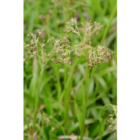Luzula sylvatica – Skovkugle, Skovfrytle Pg.