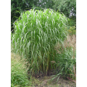 Miscanthus giganteus (Mis. floridulus, Mis. sin. ‘Giganteus’