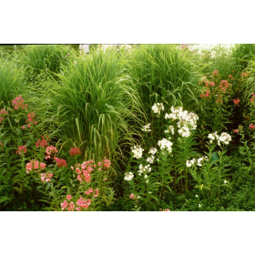 Miscanthus ’Purpurescens’ – Lille elefantgræs