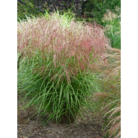 Miscanthus sinensis ’Flamingo’ – Elefantgræs