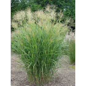 Miscanthus sinensis ’München’ – Elefantgræs