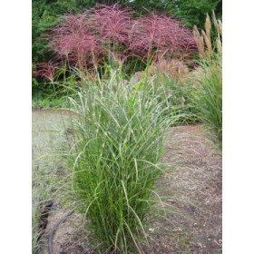 Miscanthus sinensis ’America’ – Elefantgræs