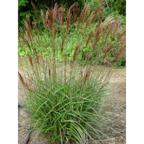 Miscanthus sinensis ’Dronning Ingrid’ – Elefantgræs