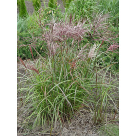 Miscanthus sinensis ’Ferner Osten’
