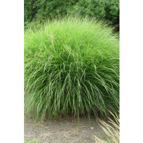 Miscanthus sinensis ’Gracillimus’ – Finstrået elefantgræs