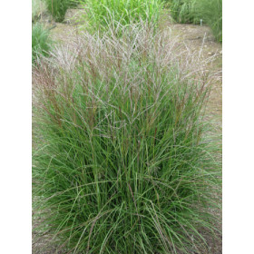 Miscanthus sinensis ’Kleine Silberspinne’ – Elefantgræs