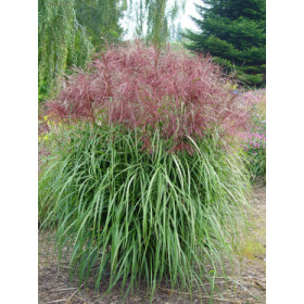 Miscanthus sinensis ’Malepartus’ – Elefantgræs