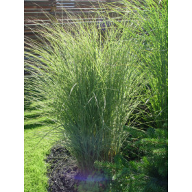 Miscanthus sinensis ’Morning Light’ – Elefantgræs