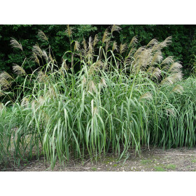 Miscanthus sinensis ’Nishidake Gøteborg’ – Japansk elefantgræs