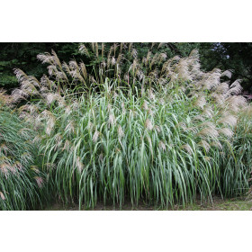 Miscanthus sinensis ’Nishidake’ – Japansk Elefantgræs