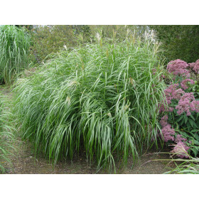 Miscanthus sinensis ’Silberfeder’ – Sølvelefantgræs