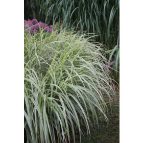 Miscanthus sinensis ’Silberpfleil’ – Hvidstribet Elefantgræs